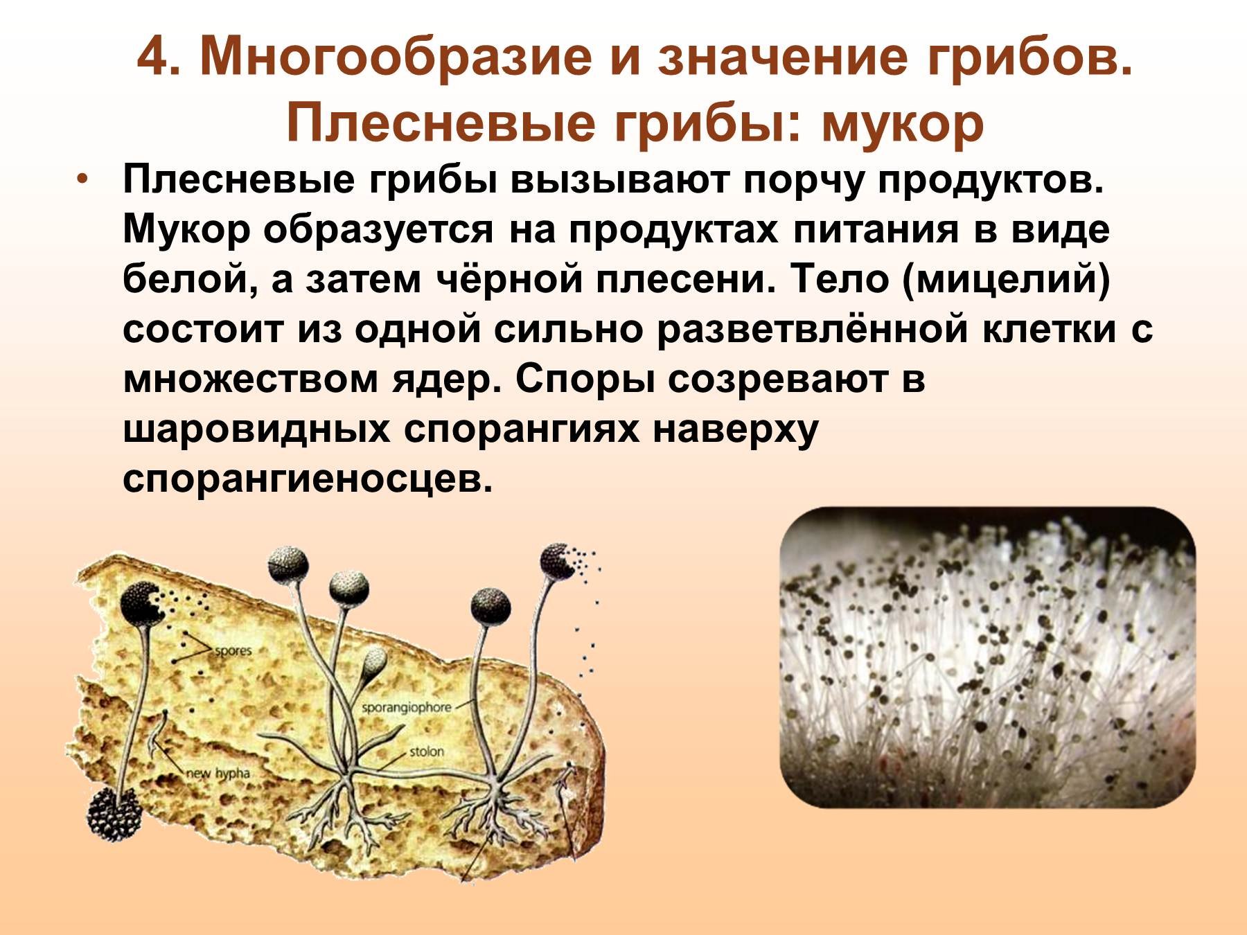 Роль плесневых грибов в природе. Царство грибы мукора. Гриб мукор царство. Плесневые грибы Mucor. Плесень гриб мукор.