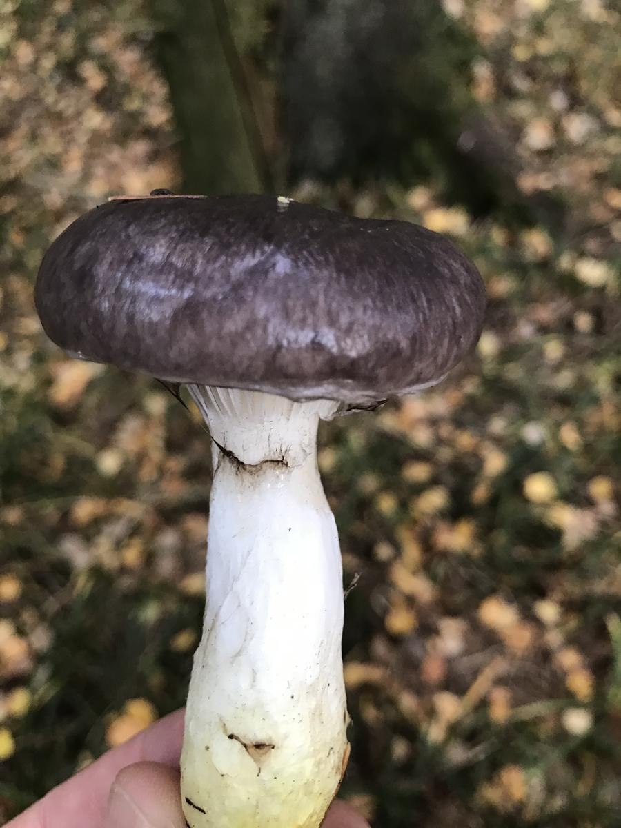 Паутинник изменчивый Cortinarius