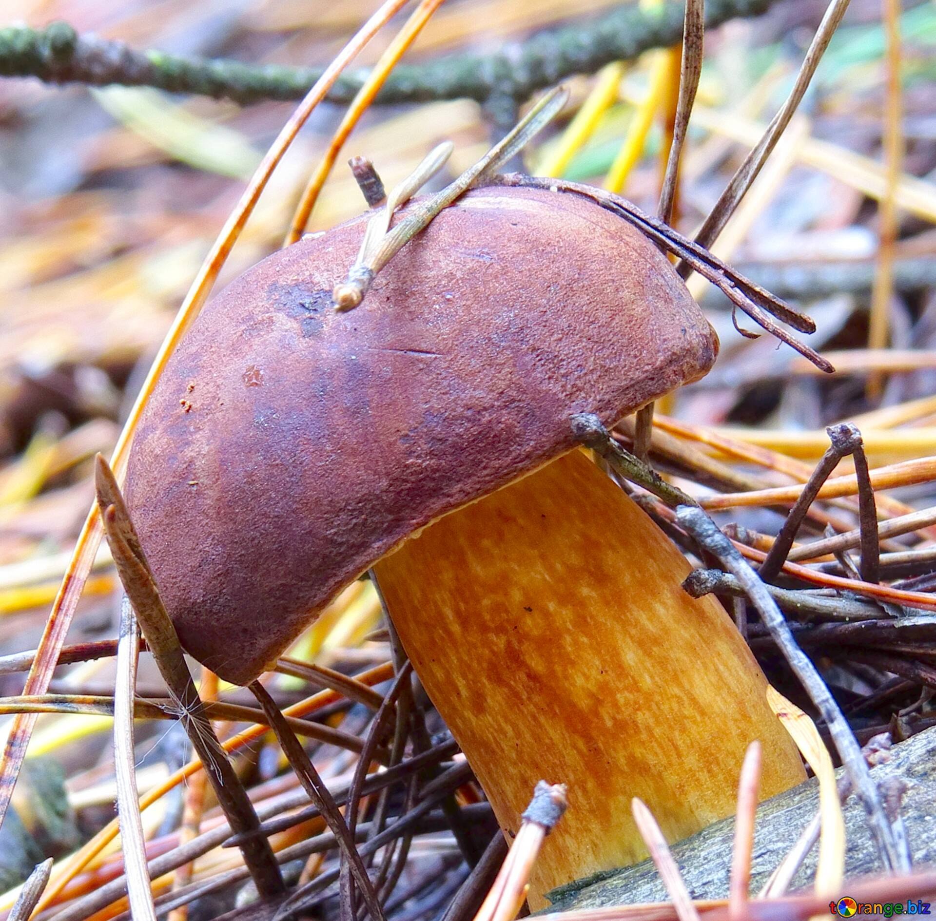 грибы с коричневыми шляпками фото с названиями
