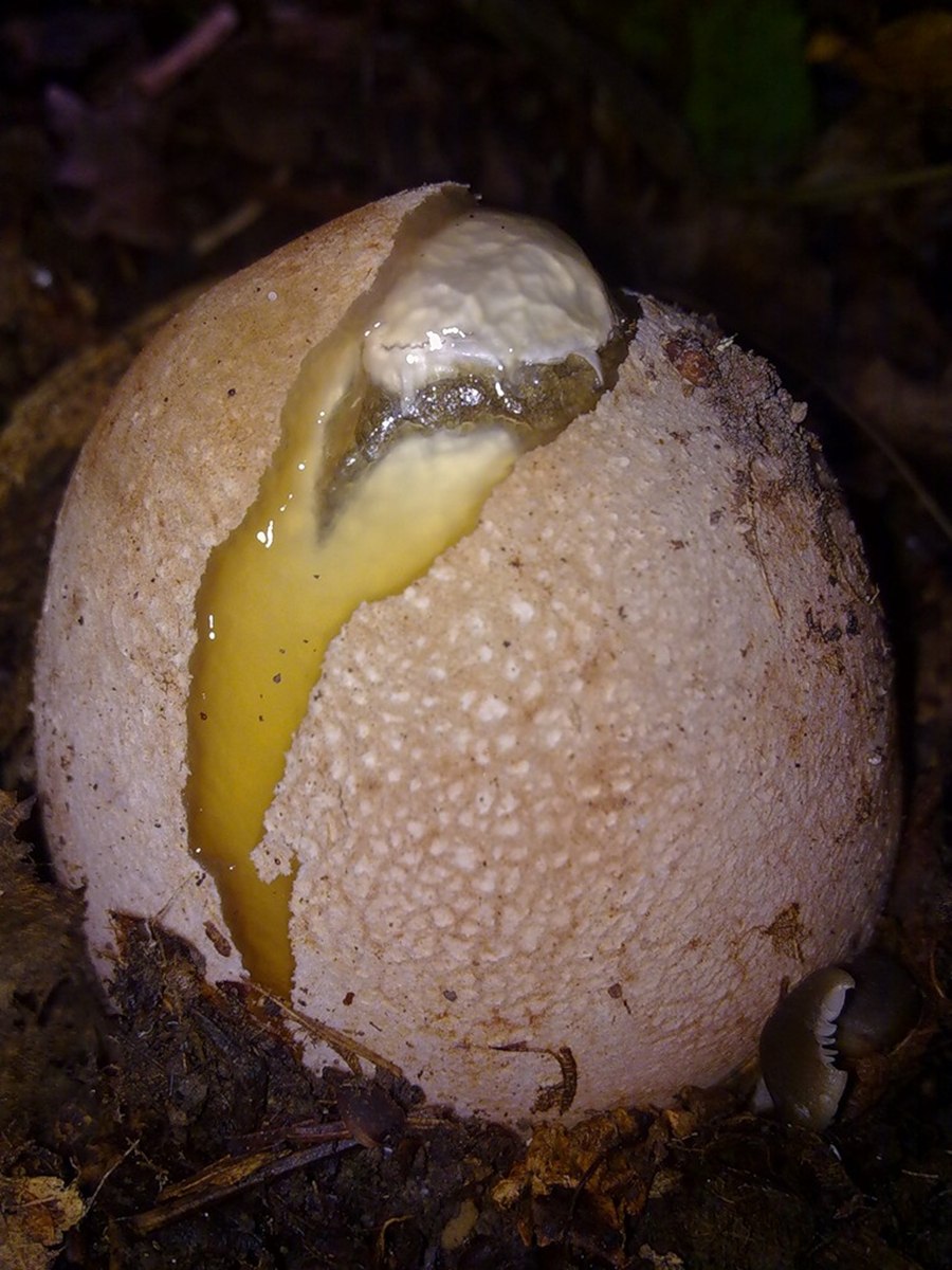 Бамбуковый гриб (phallus indusiatus).