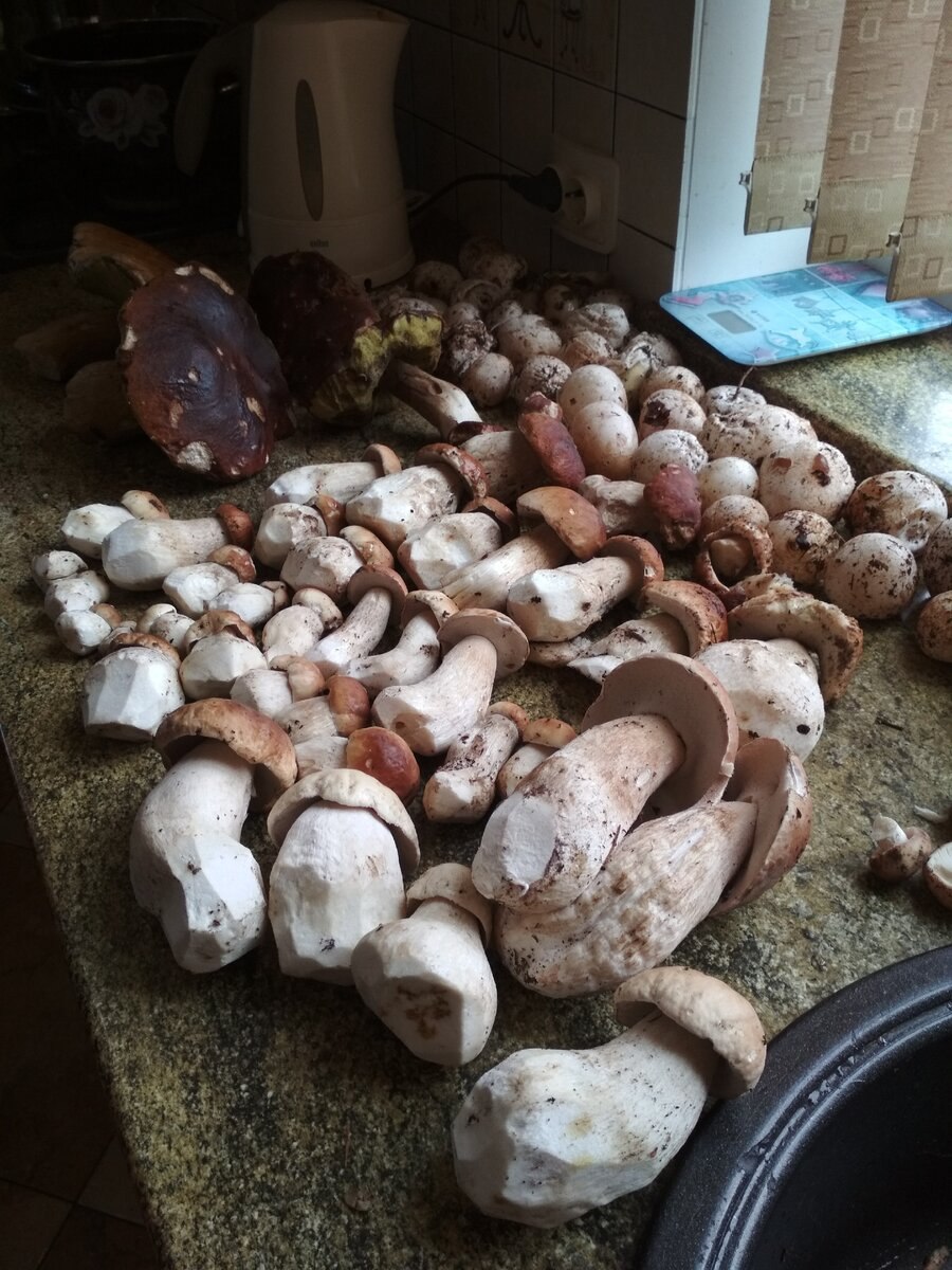 Условия выращивания белого гриба. Грибы дома. Выращивание белых грибов. Выращивание белого гриба. Выращивание белых грибов в домашних условиях.