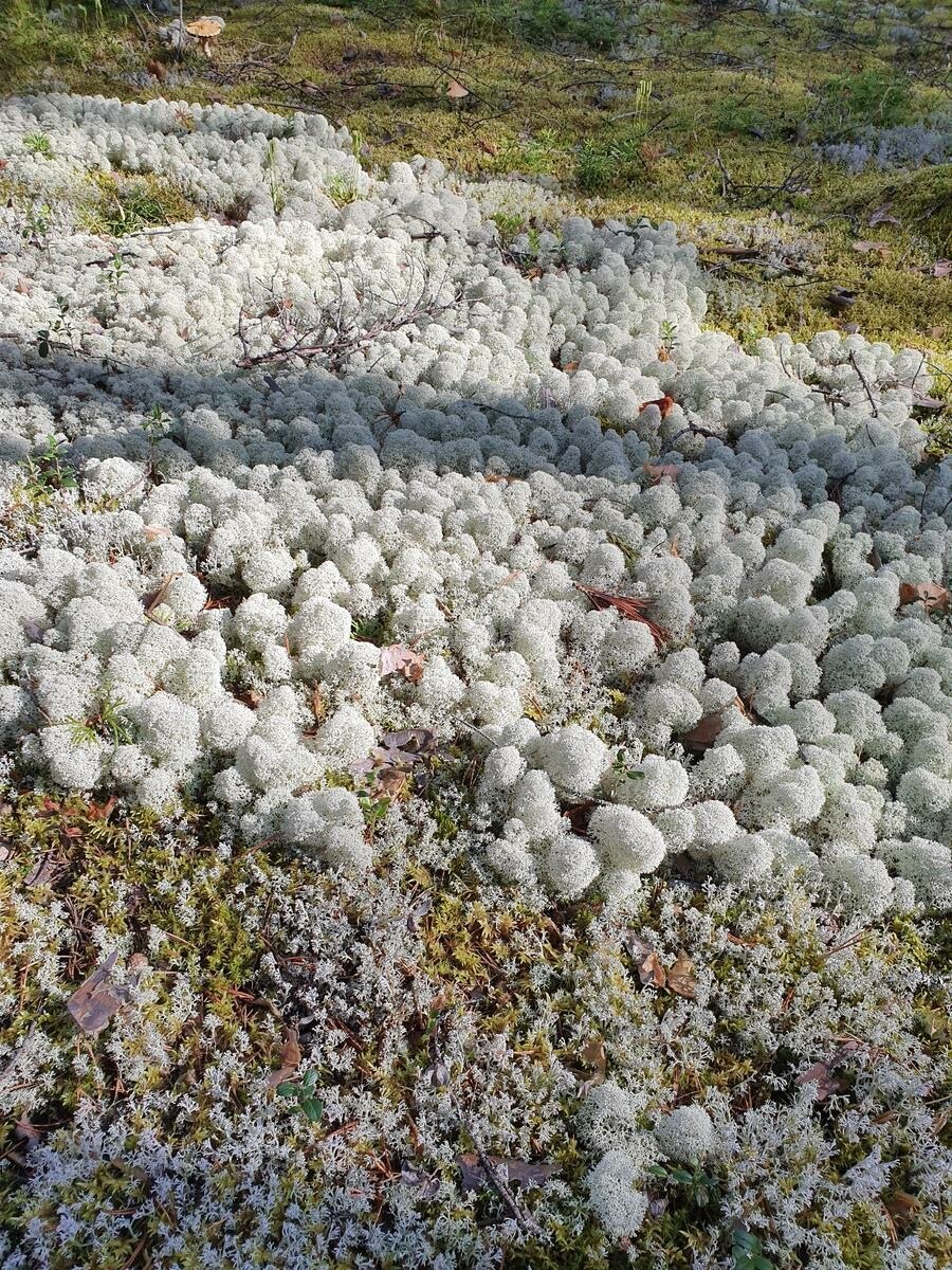 Боровой белый