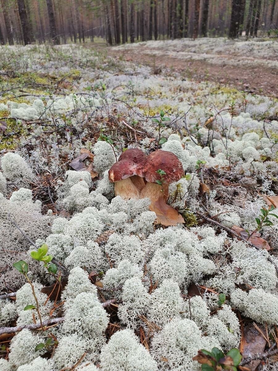 Белый Бор с белыми грибами