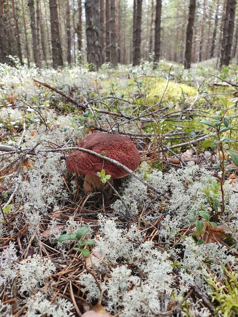 Урал ягель Боровой белый гриб