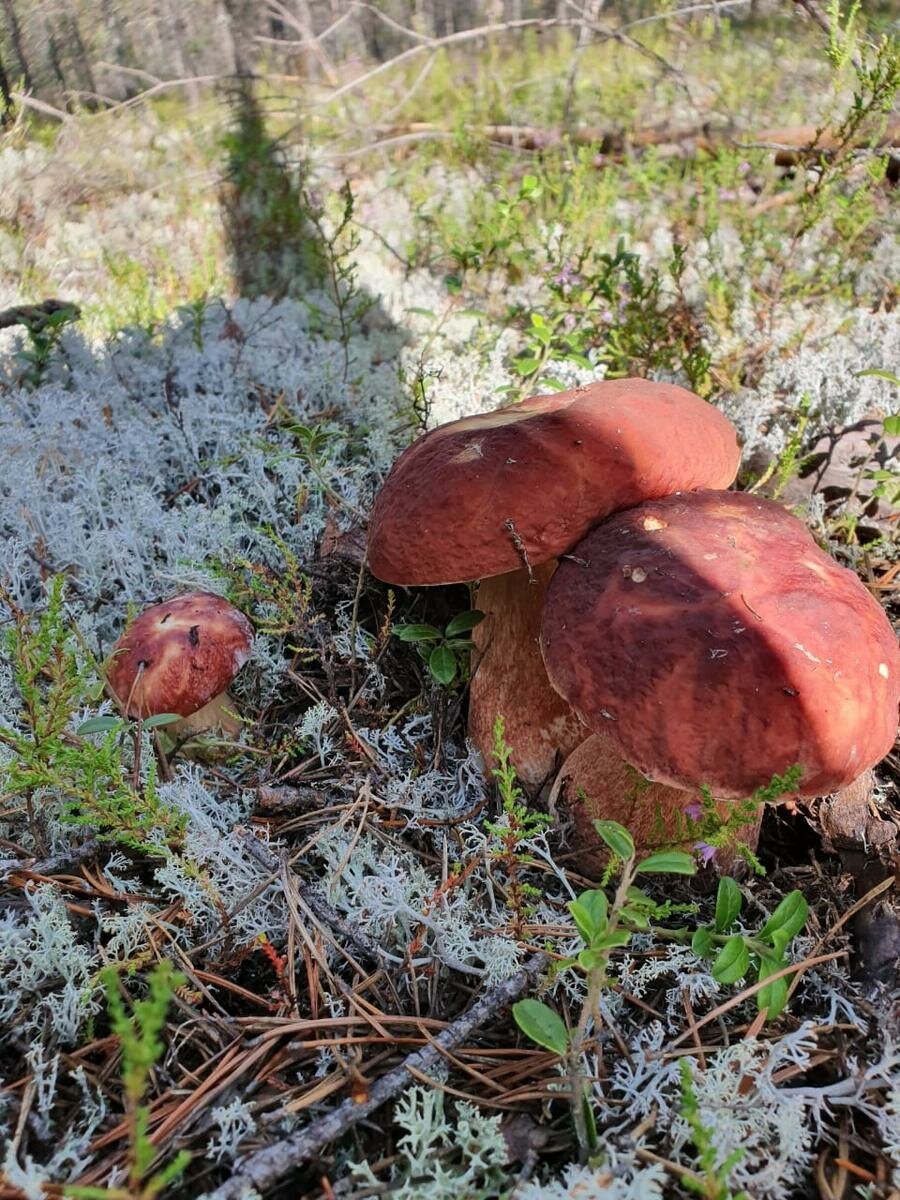 Боровые белые в Карелии