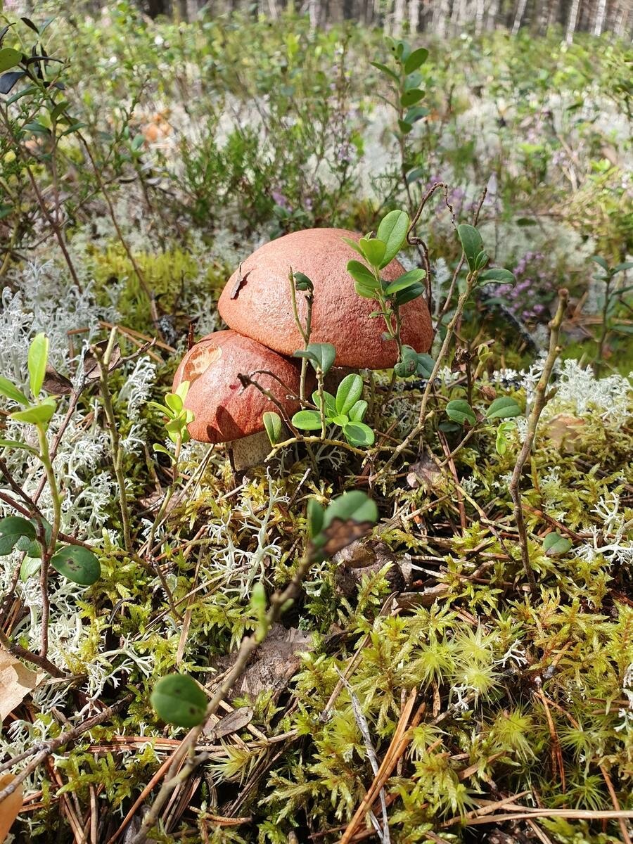 Грибы ягоды Кировской области