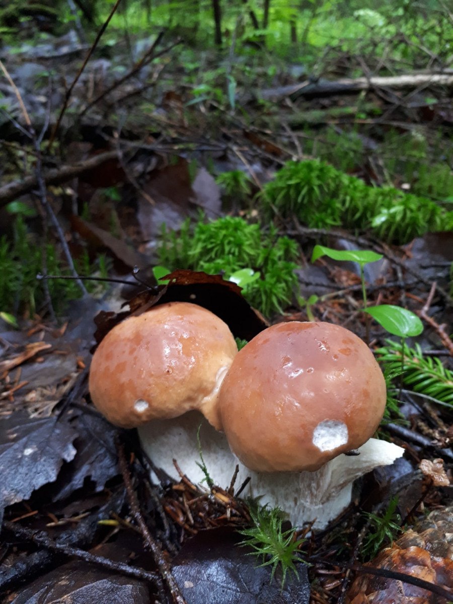 Грибы соленики в Ленинградской области