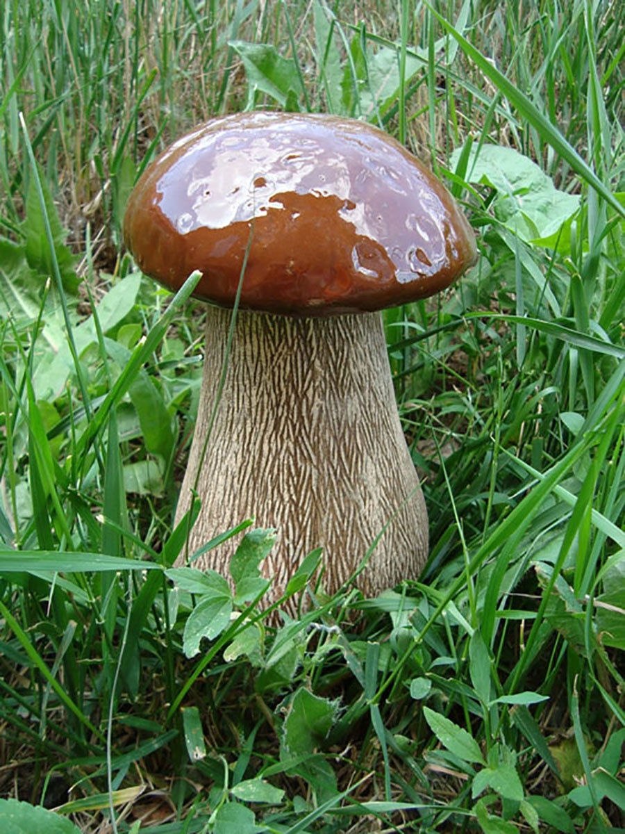 Белый гриб садовый (61 фото)