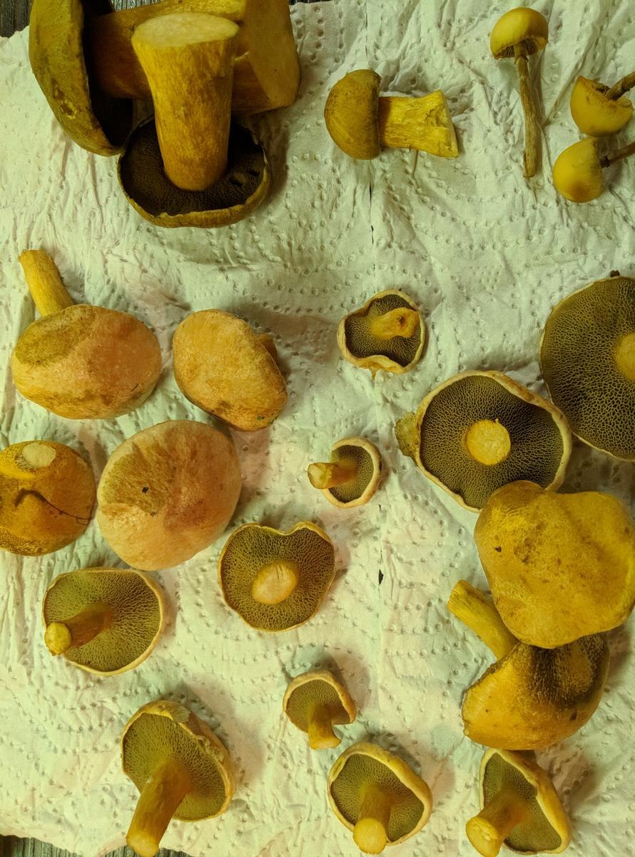 фото грибов которые синеют на срезе