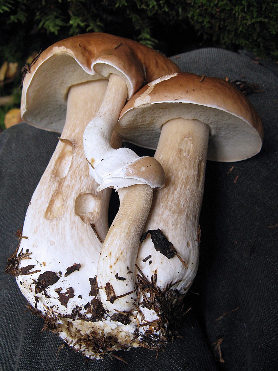 Гриб Эдулис