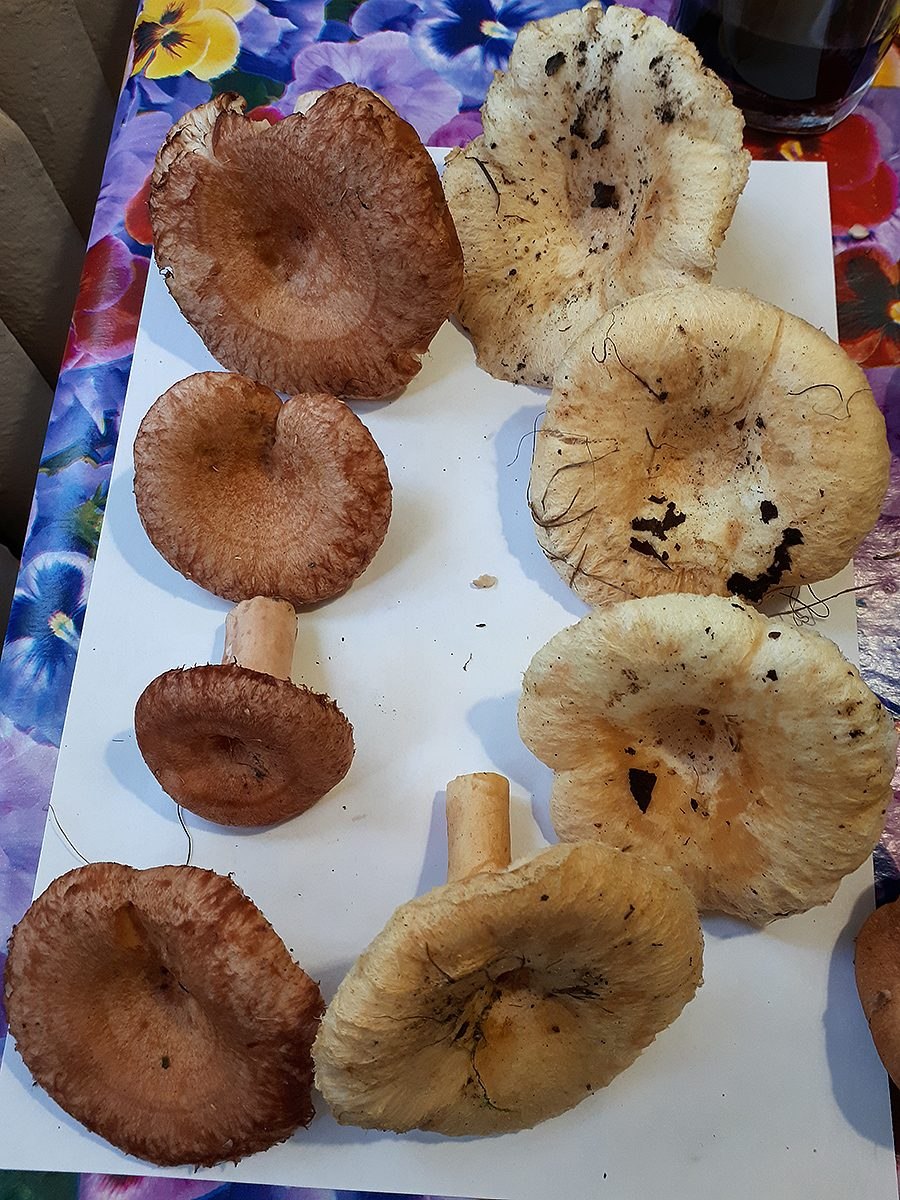 Грузди рыжики