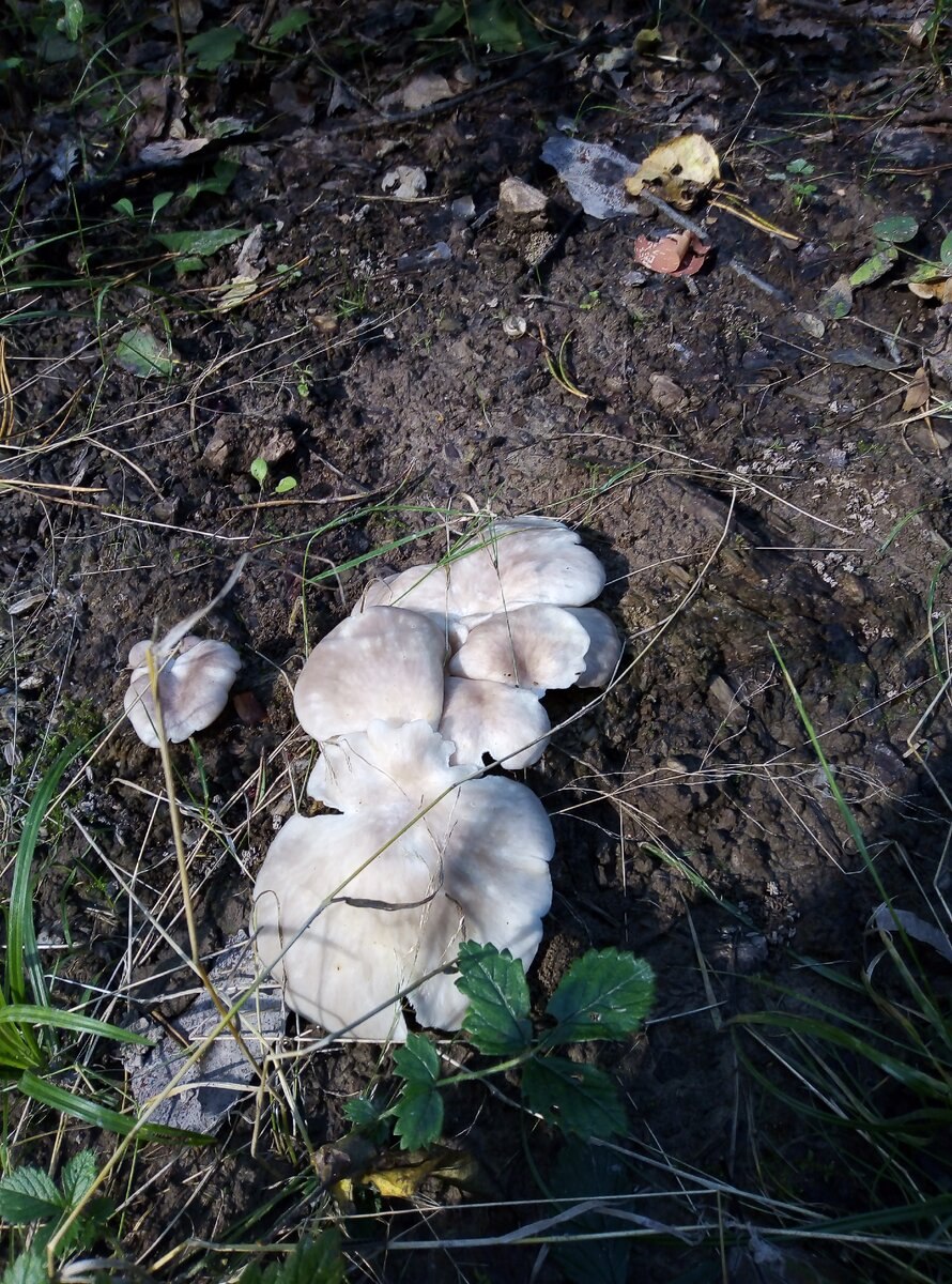 Рядовка штриховатая (Tricholoma portentosum).