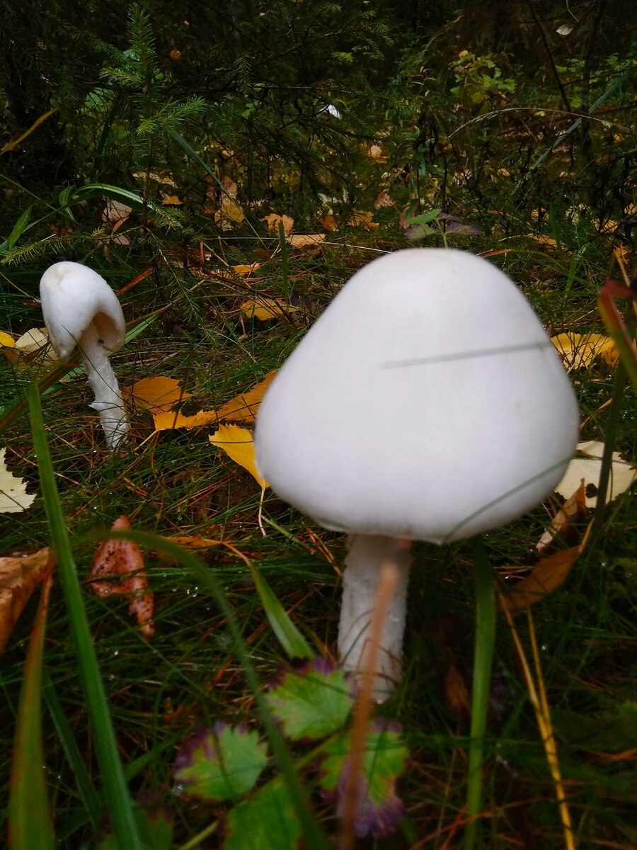 Грибы семейства шампиньоновых зонтики