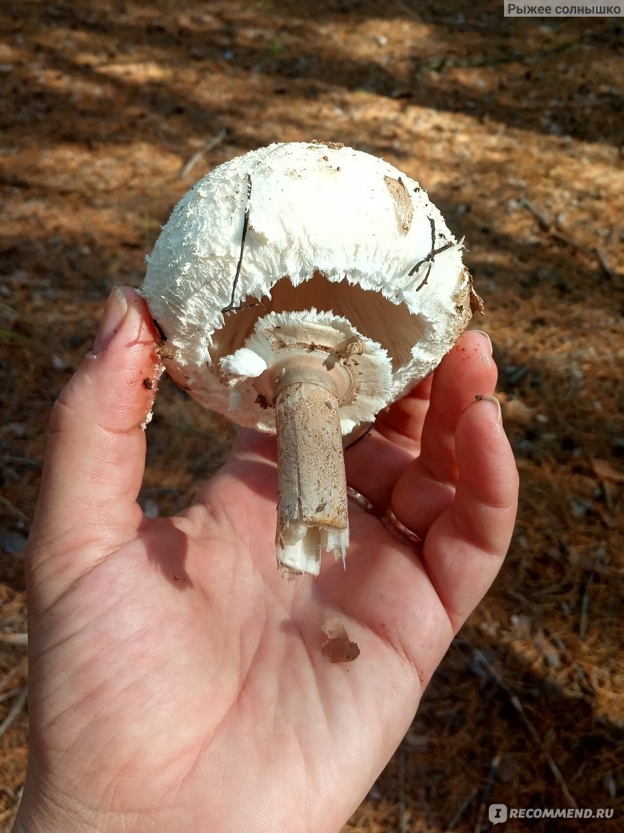 Огромные шампиньоны