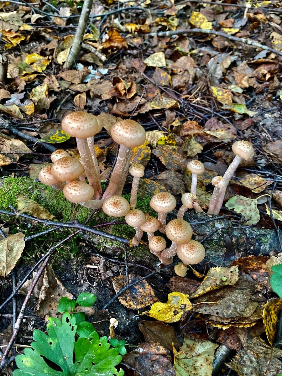 Опята Сибирские