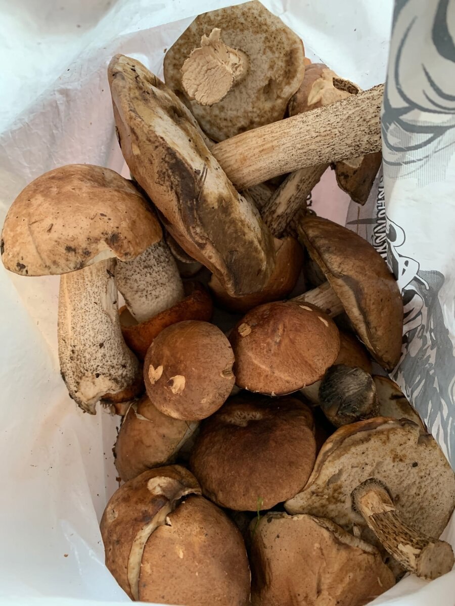 Грузди в осиновых лесах (61 фото)