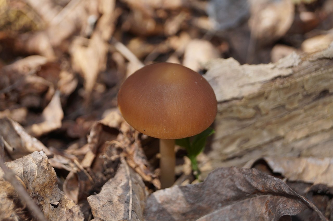 Съедобные грибы в мае фото