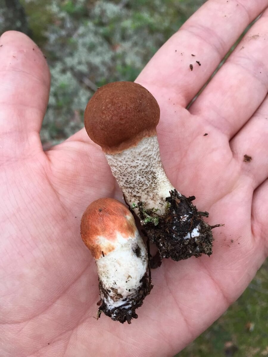 Весенние грибы съедобные