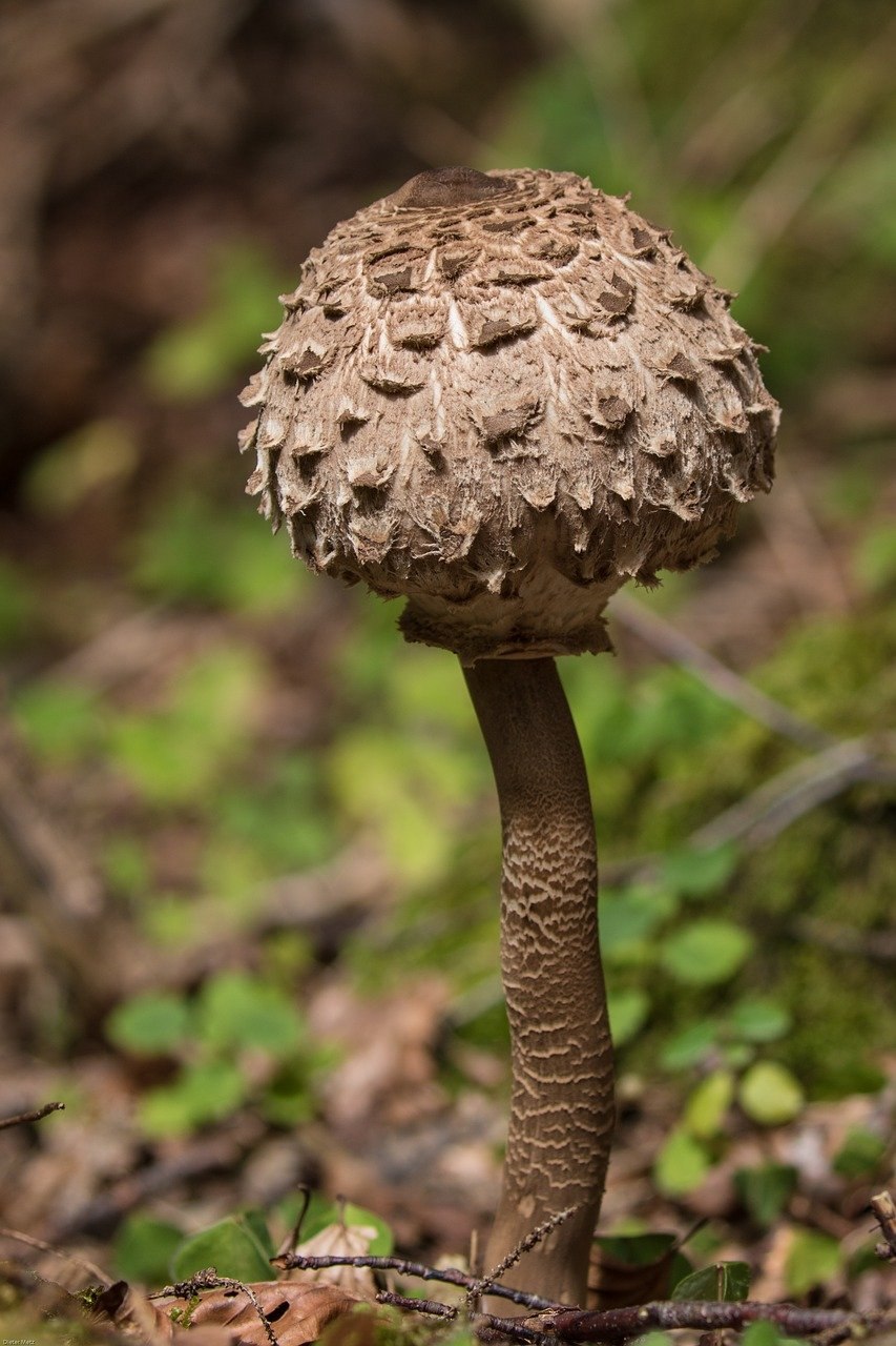 Macrolepiota procera – гриб зонтик высокий