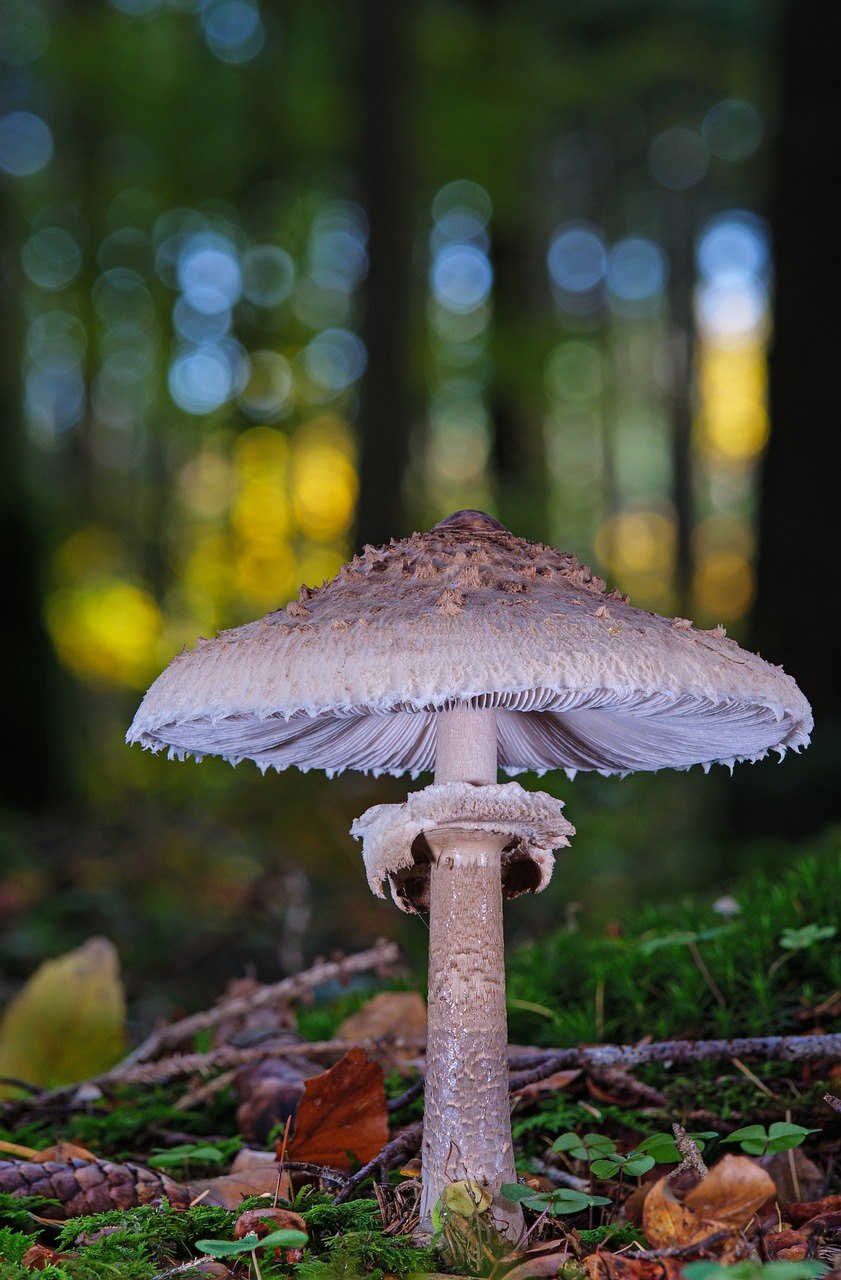 Гриб зонтик Грибоведы