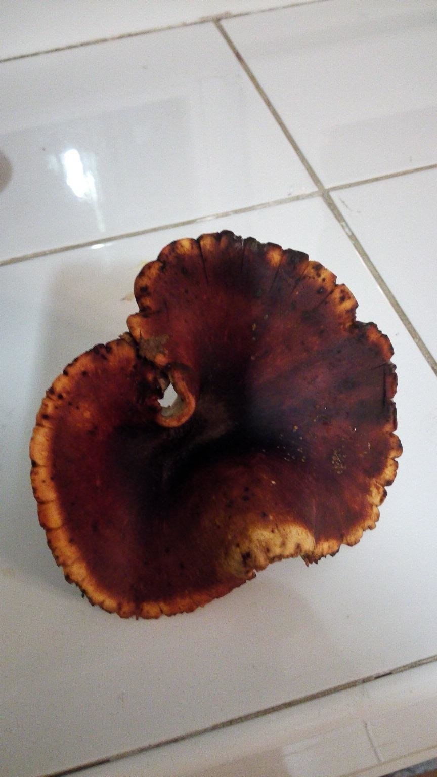 Трутовик кожистая губка