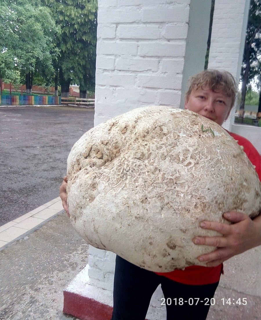 Гриб дождевик ГОЛОВАЧ