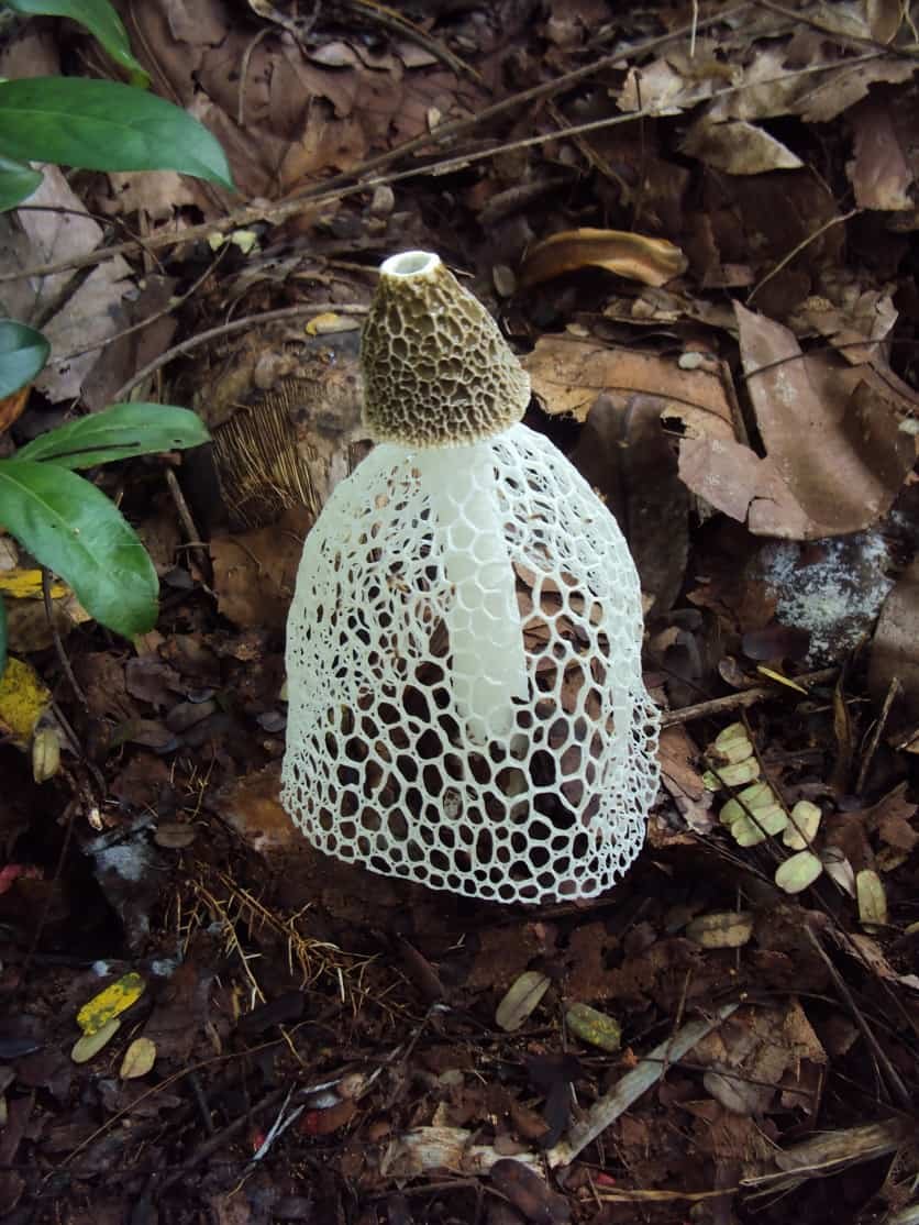 Гриб Веселка яйцо