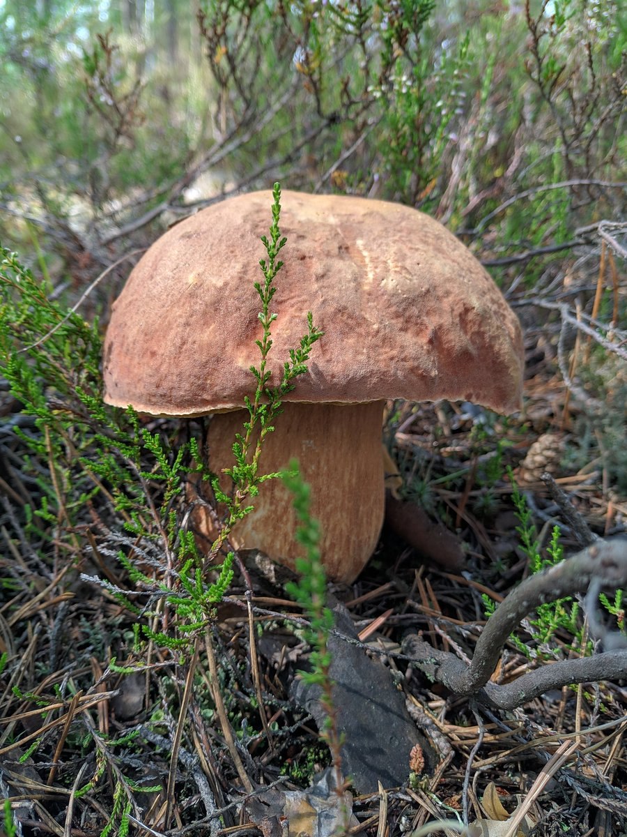 Подгруздок чёрный Russula adusta.