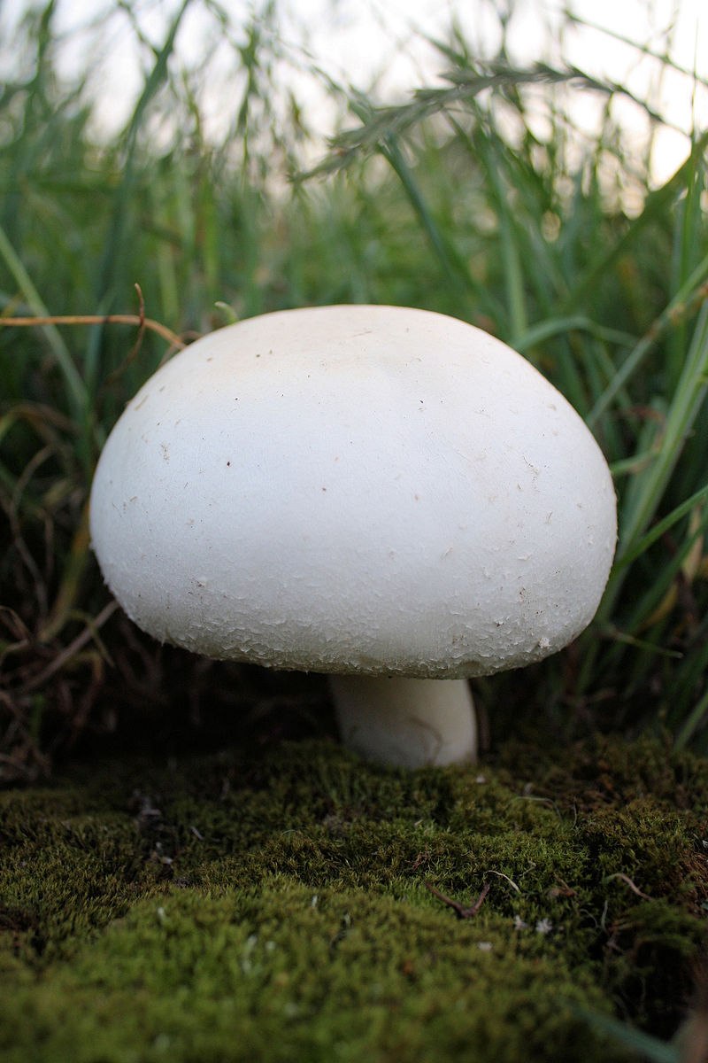 Agaricus arvensis Schaeff. — Шампиньон полевой