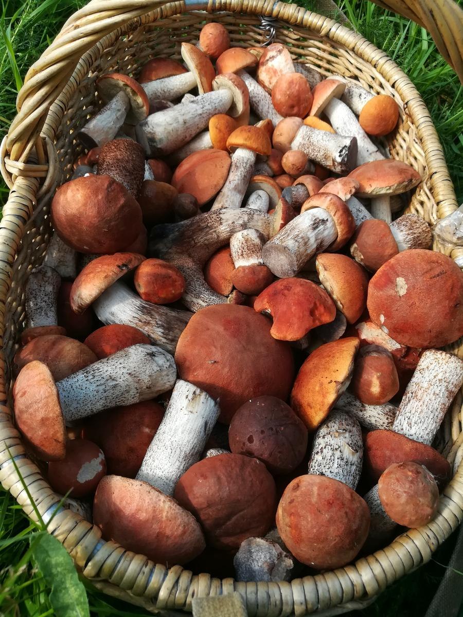 Белый гриб и подосиновик