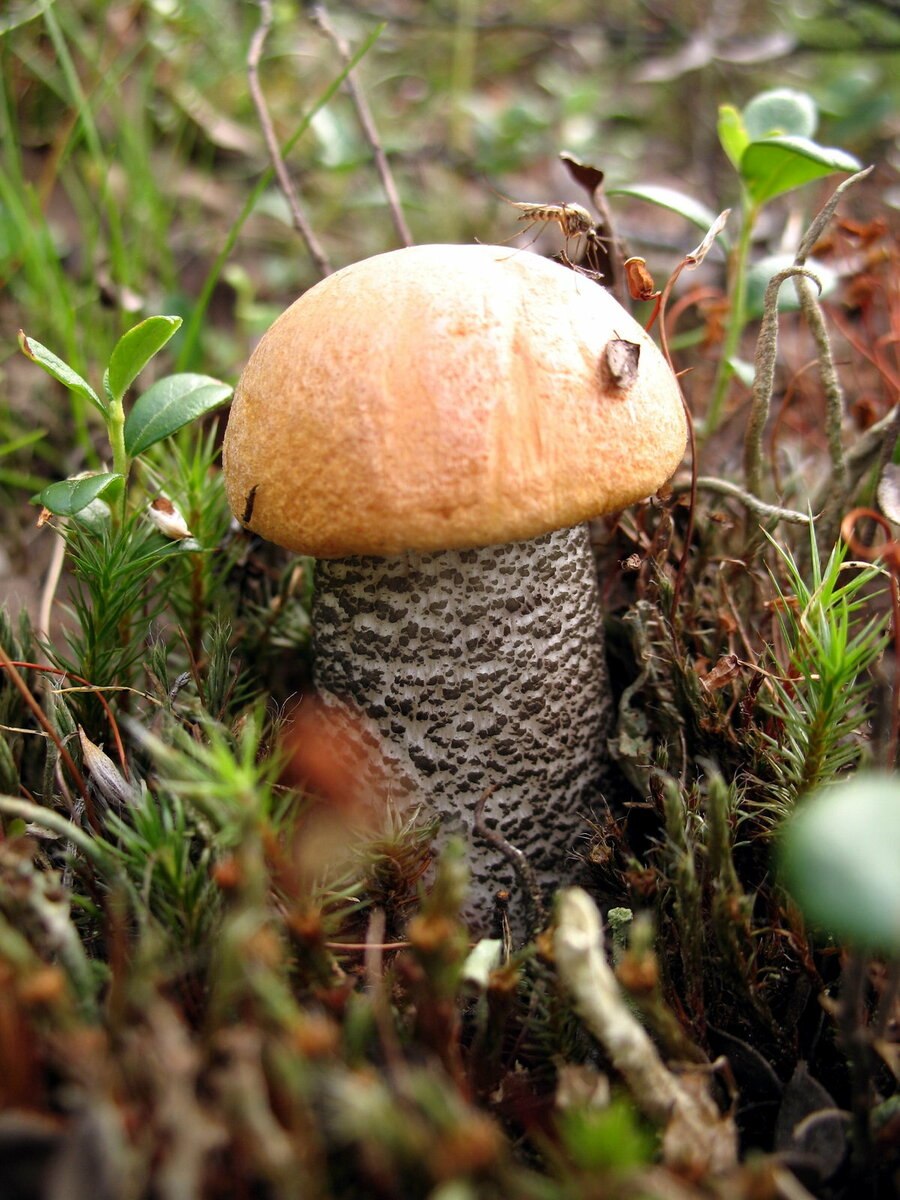 Красноголовик подберезовик