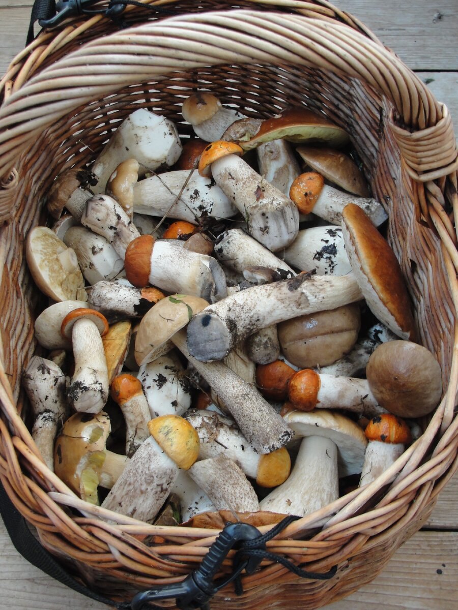 Грибы Белоножки