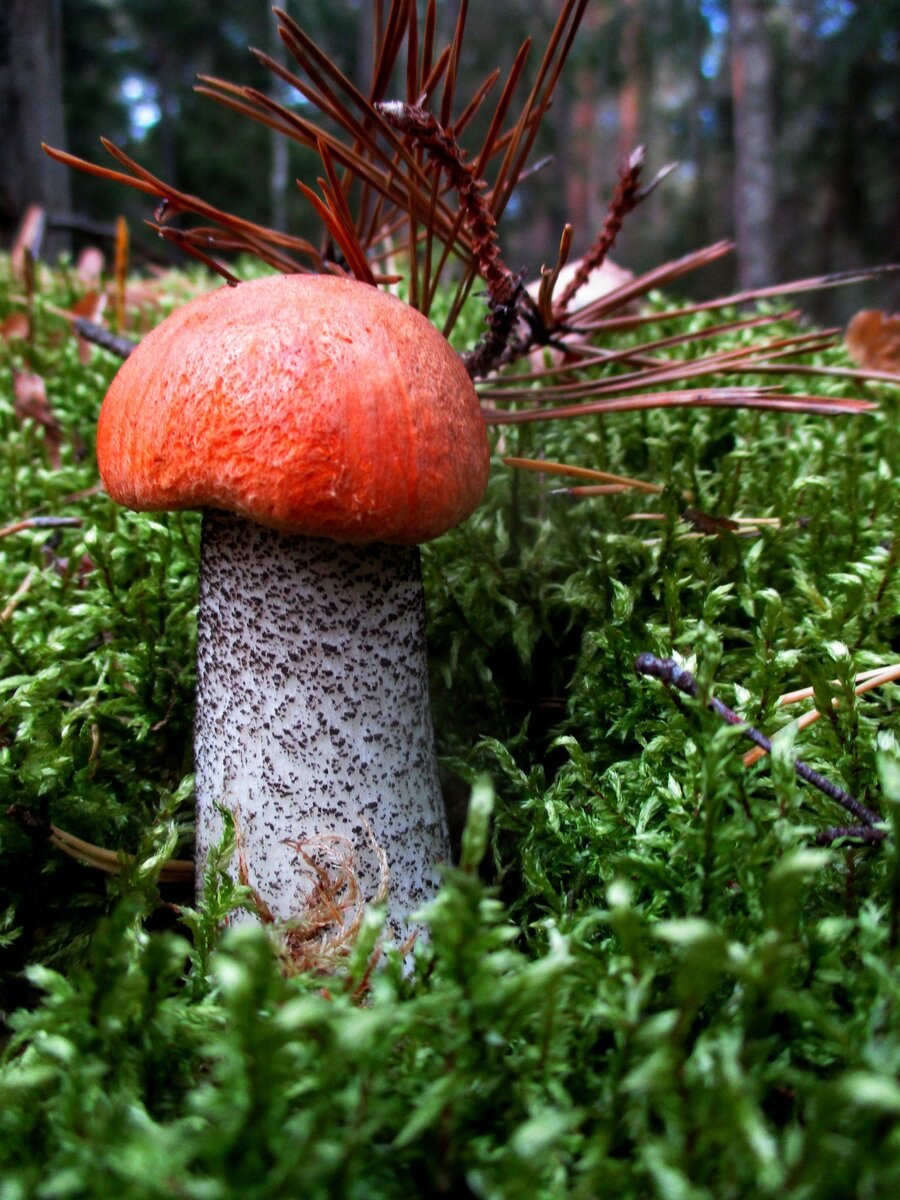 Подосиновик красный