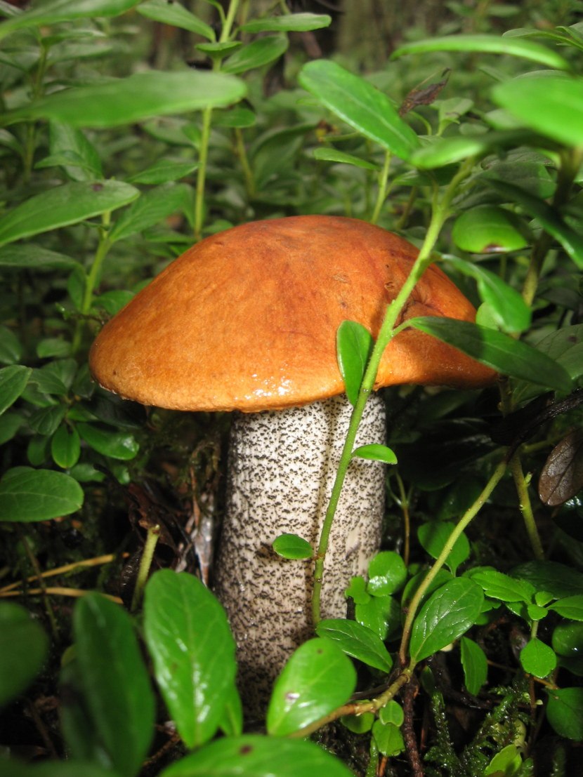 Красноголовик подберезовик