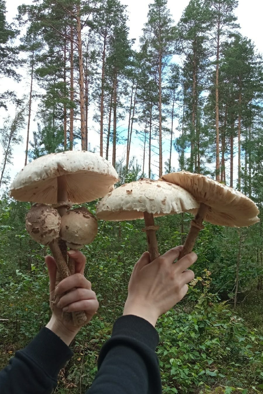 Лейкофолиота древесинная