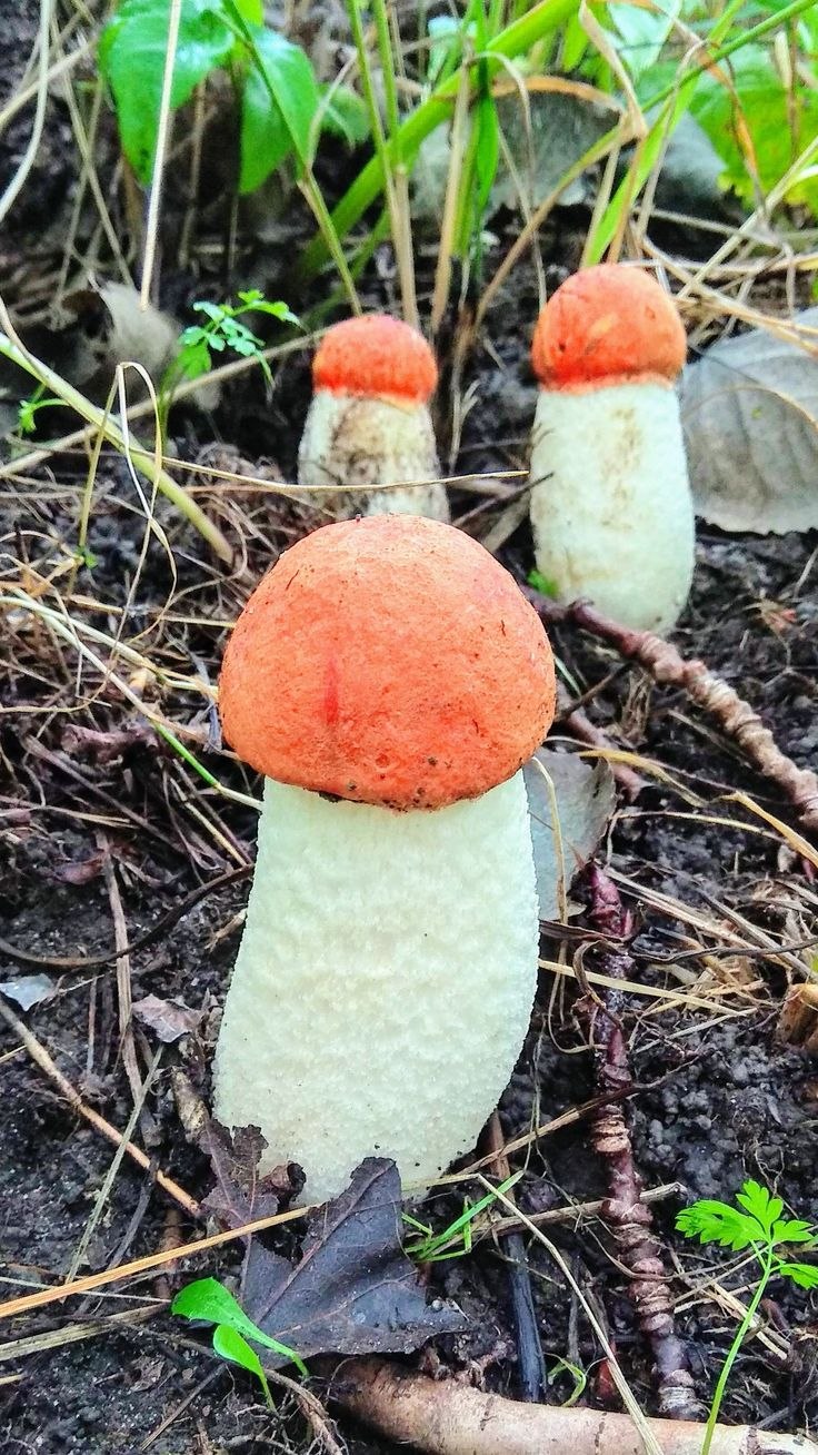 Красноголовики и подосиновики