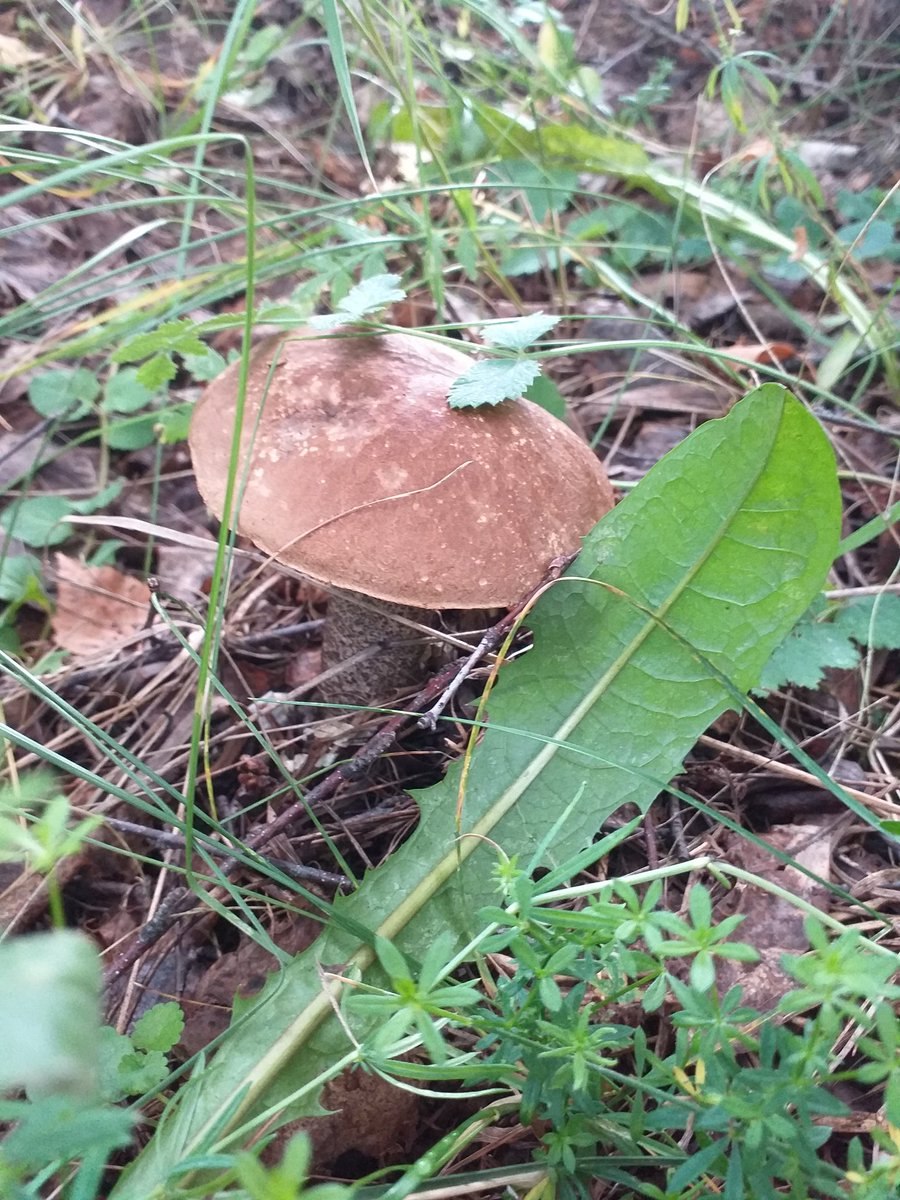 Гриб сморчок для детей