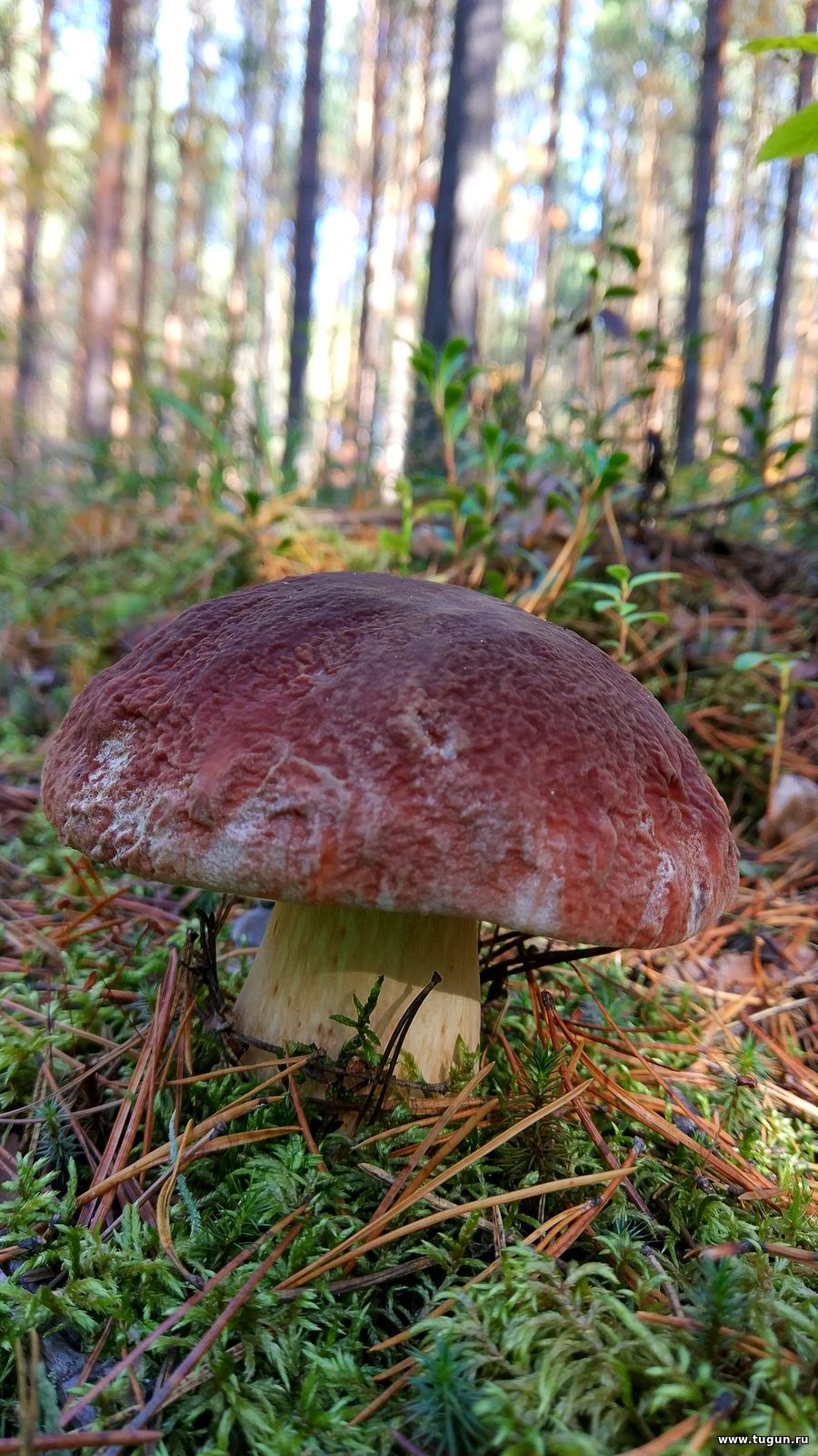 Tricholoma frondosae