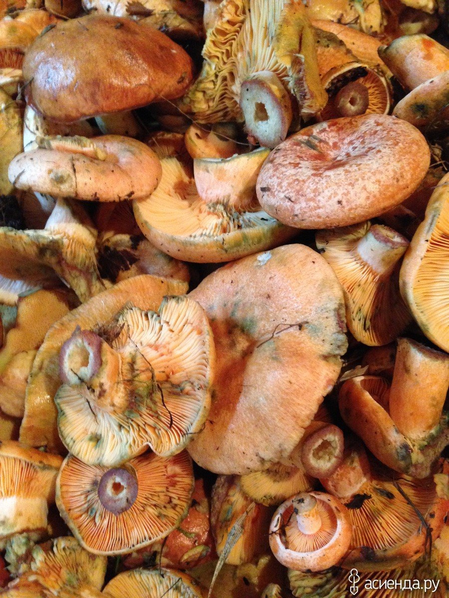 Рыжик настоящий гриб