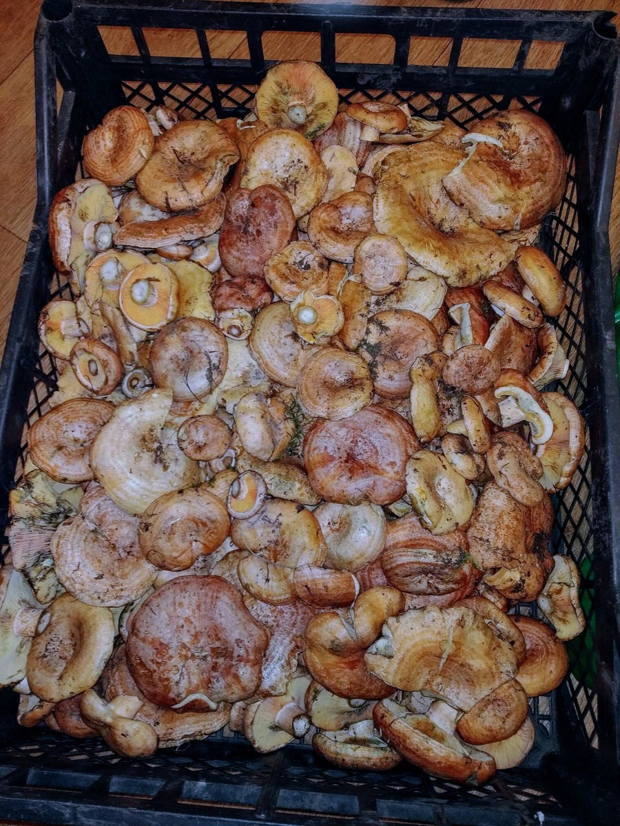 Грибы рыжики червивые (48 фото)