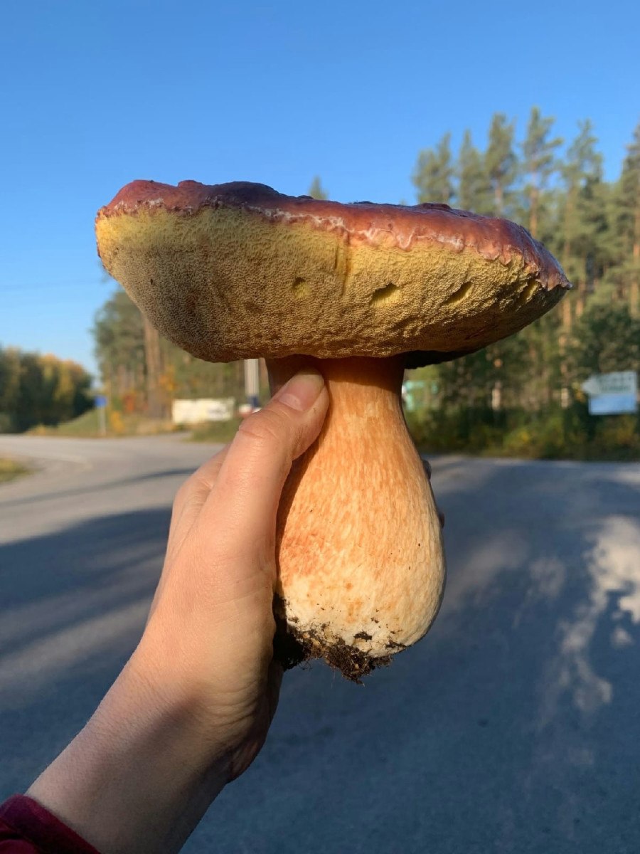 Шляпка гриба