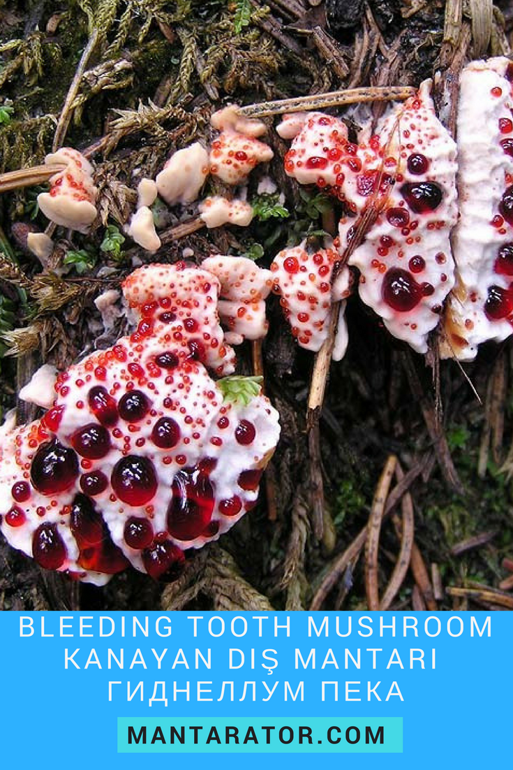 Гиднеллум Дьявольский