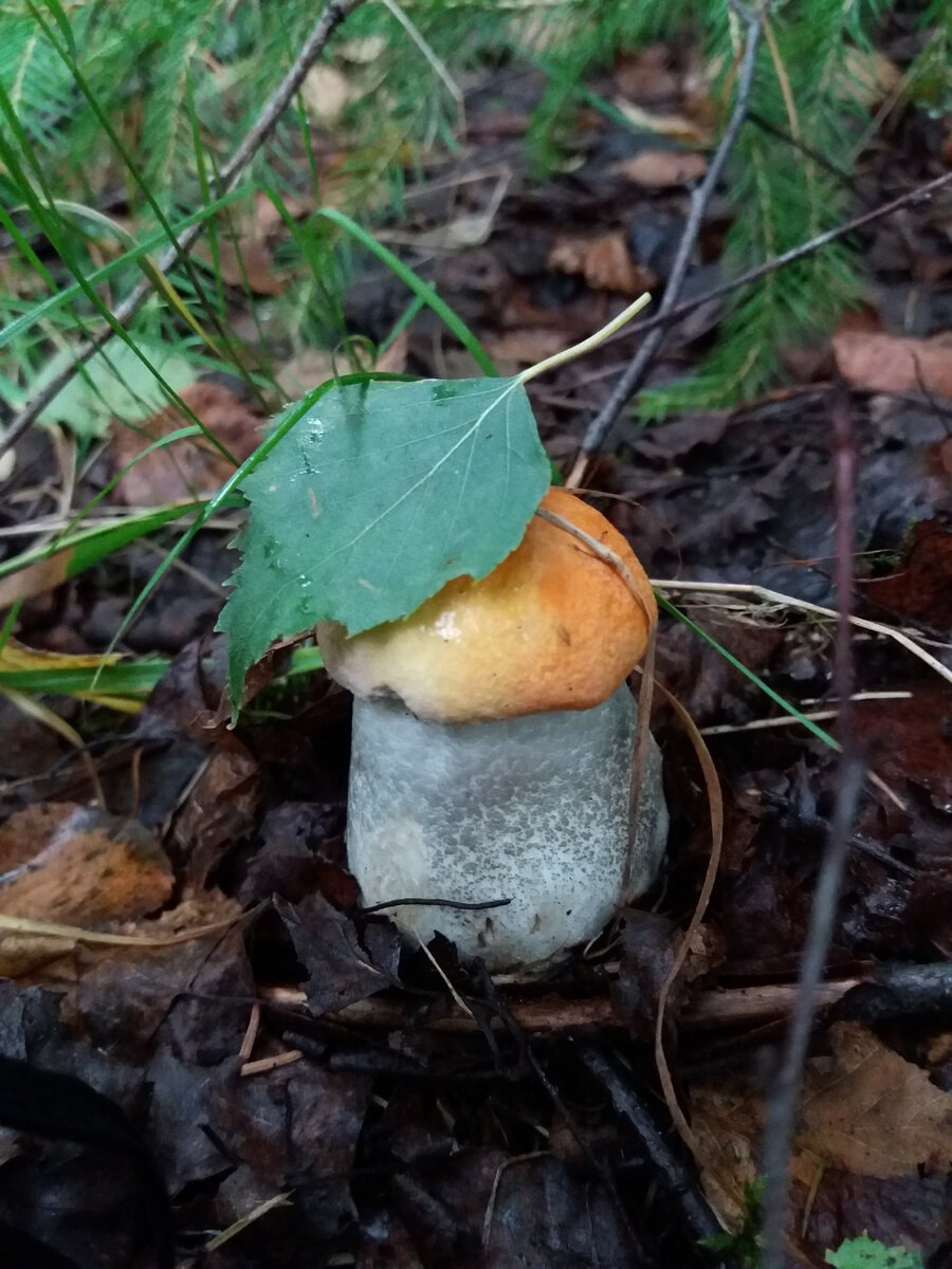 Черноголовки грибы фото