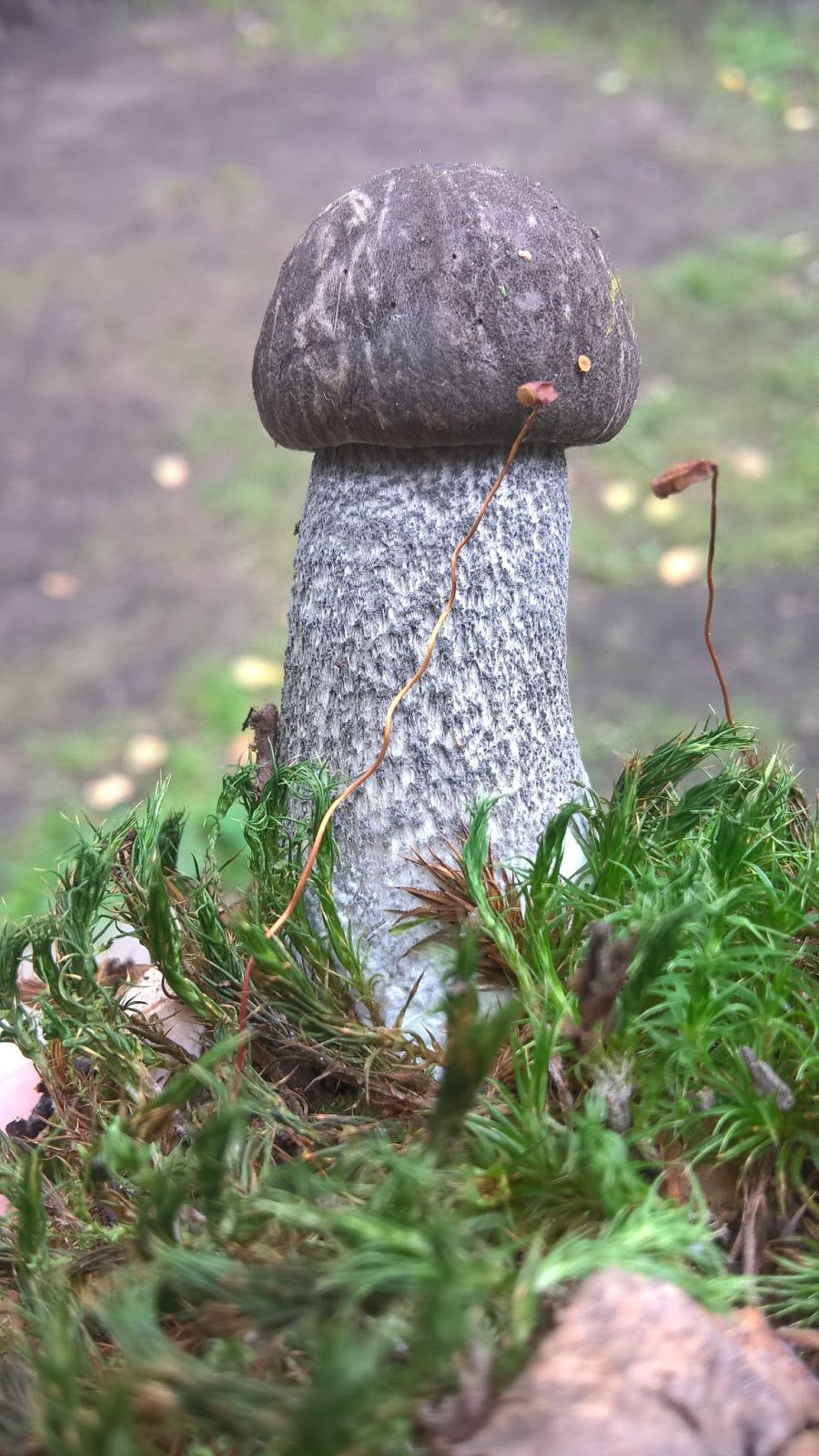 Обабок розовеющий