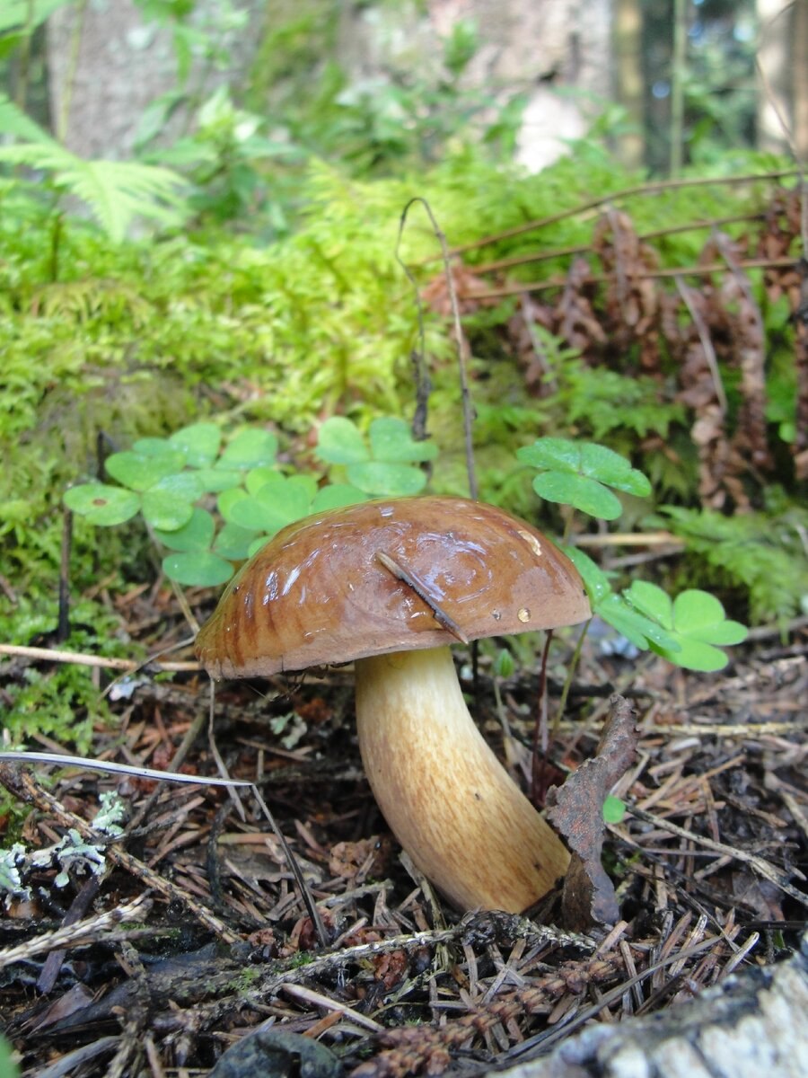 Моховик коричневый (Boletus ferrugineus)
