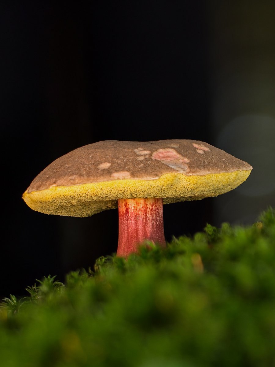 Моховик гриб съедобный