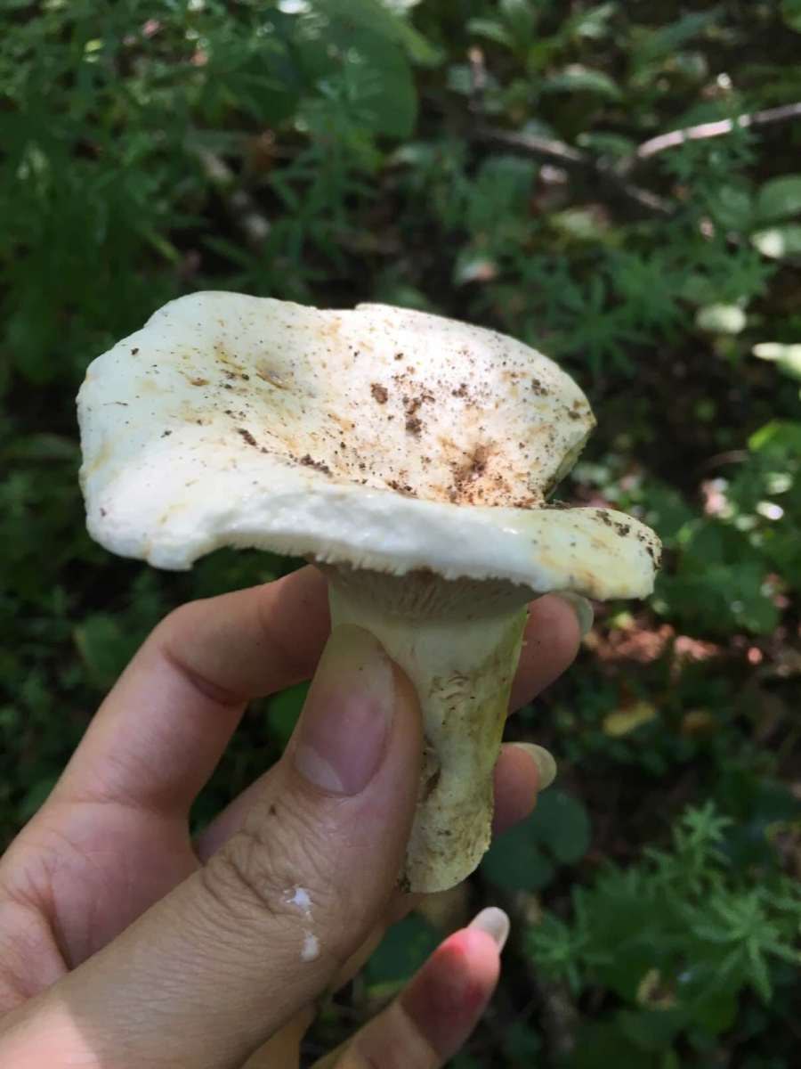 Скрипица Lactarius vellereus.