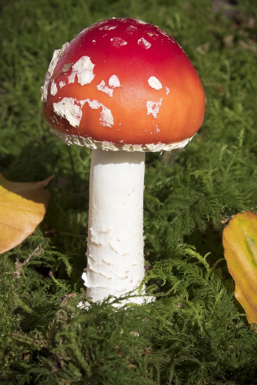 Грибы с красной шляпкой мухоморы