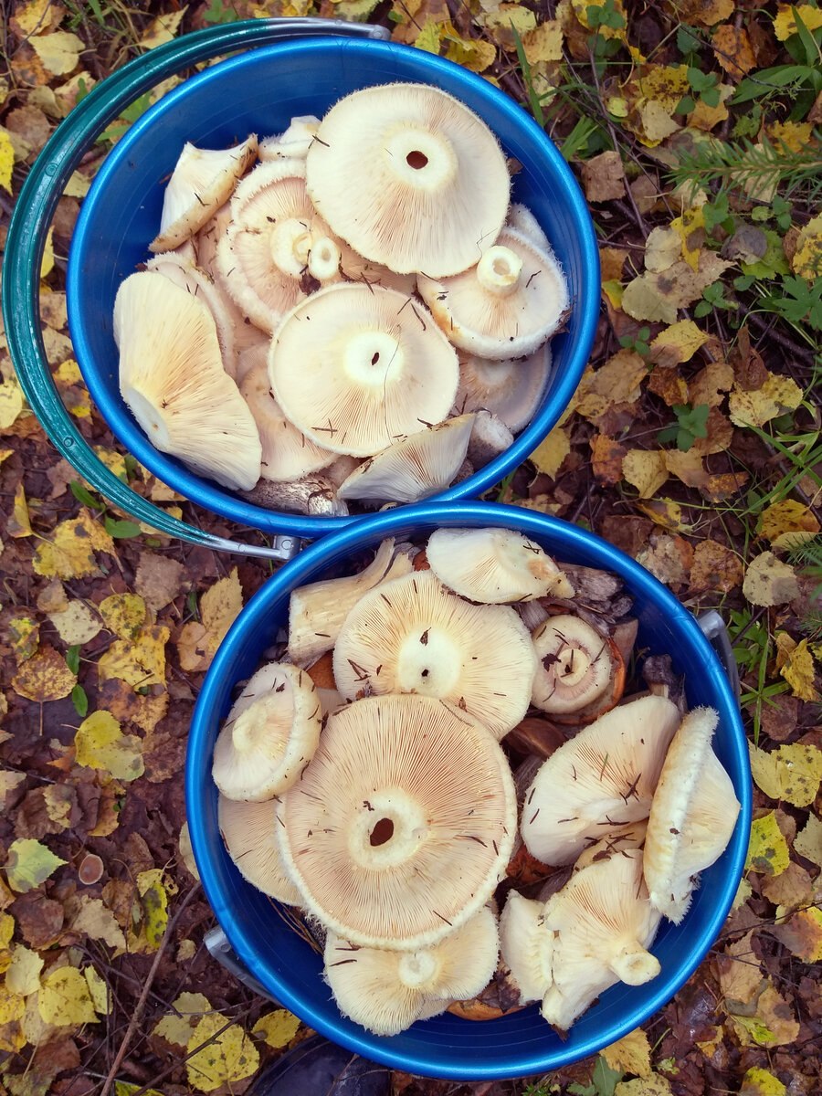 Правский груздь