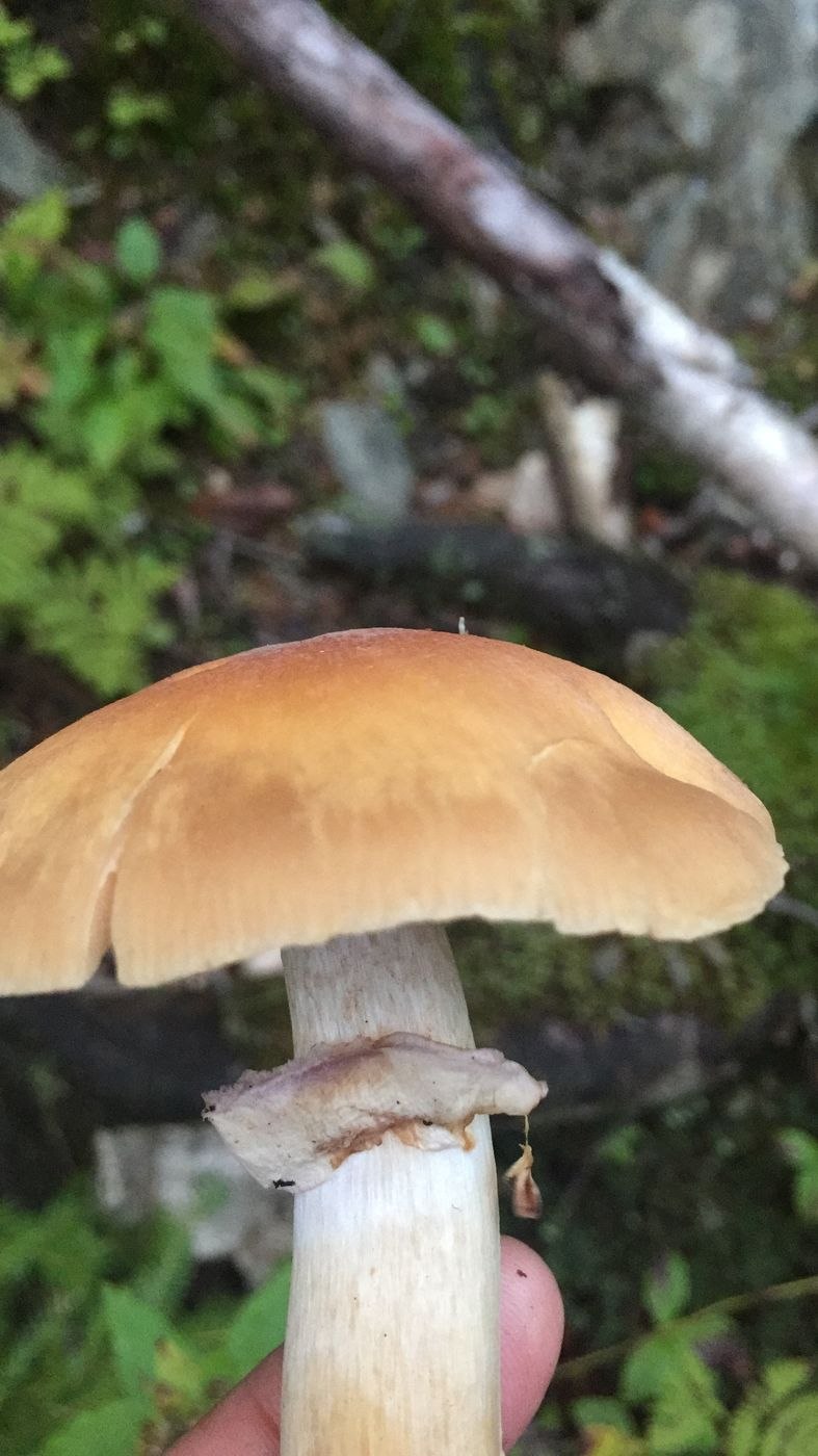 Мокруха Сосновая мокруха Сосновая